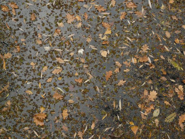 Dirty pond water texture in dark, murky tone with dry leaves and brown particles across surface.