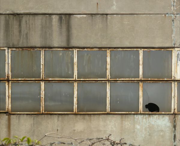 Texture Rusty Window rusted white windows texture 0022 - Texturelib