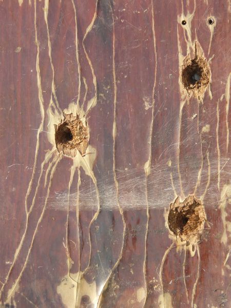 Damaged red wood texture with three large holes and long, light brown cracks.