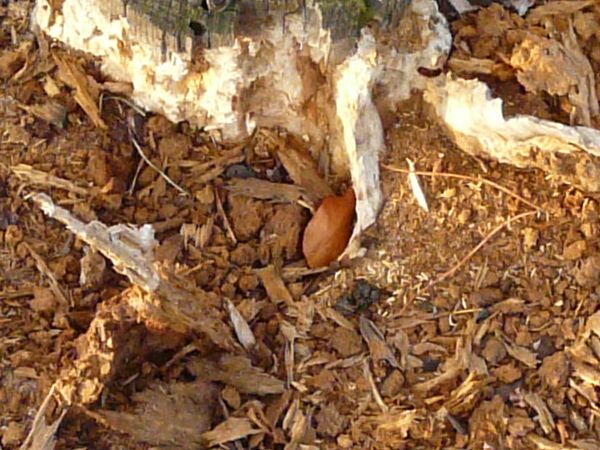 Wood stump texture, broken into small chips and piles of sawdust.