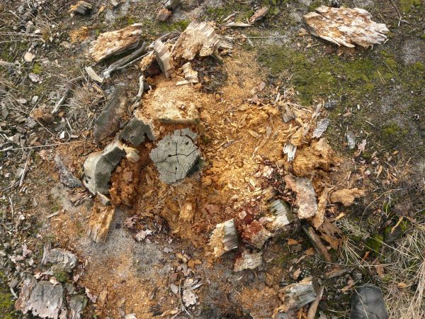 Wood stump texture, broken into small chips and piles of sawdust.